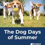 Dog Days of Summer Series